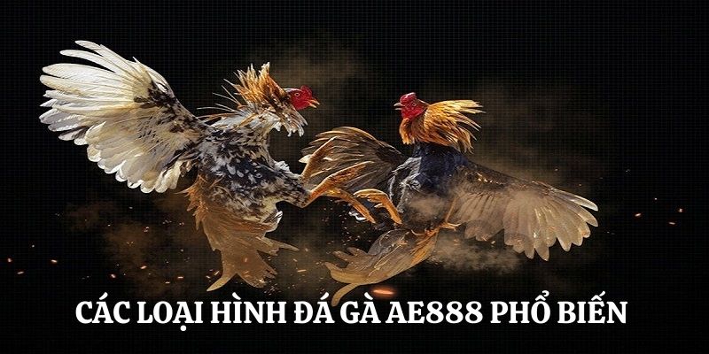 Các hình thức đá gà hấp dẫn có mặt tại AE888